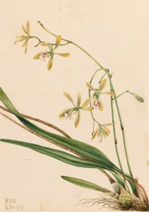 Tampa Epidendrum Epidendrum tampense