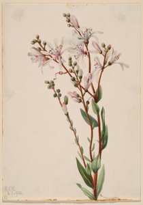 Tarflower by Mary Vaux Walcott