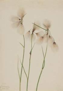 Tassel Cottongrass by Mary Vaux Walcott
