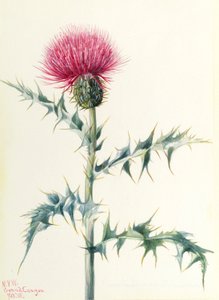 Thistle by Mary Vaux Walcott