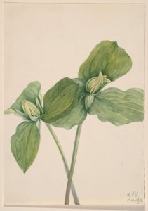 Toad Trillium (Trillium Sessile) by Mary Vaux Walcott