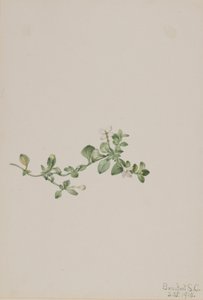 Trailing Houstonia by Mary Vaux Walcott