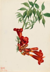 Trumpet Creeper Bignonia radicans, 1926