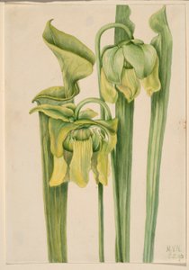 Trumpetleaf by Mary Vaux Walcott