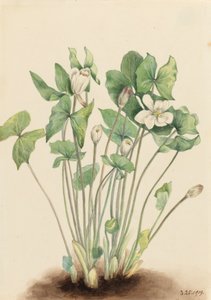 Twinleaf Jeffersonia diphylla, 1919