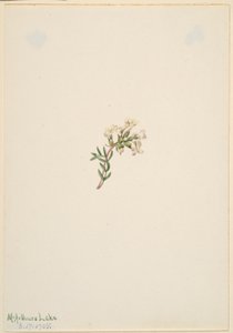 Untitled--Flower Study by Mary Vaux Walcott