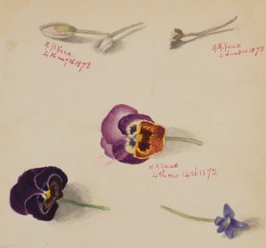 Untitled--Flower Study, 1873