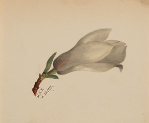 Untitled--Flower Study by Mary Vaux Walcott