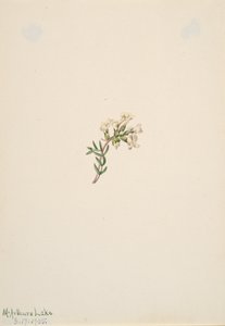 Untitled--Flower Study, 1905 by Mary Vaux Walcott