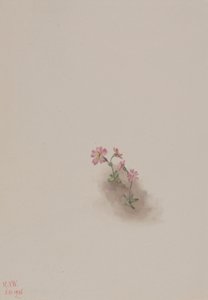 Untitled--Flower Study, 1936 by Mary Vaux Walcott