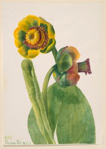 Untitled--Flower Study, 1939
