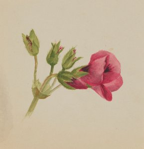 Untitled--Flower Study, ca. 1876 by Mary Vaux Walcott