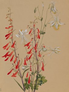 Untitled--Flower Study by Mary Vaux Walcott