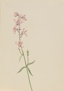 Untitled--Flower Study, ca. 1900-1930 by Mary Vaux Walcott
