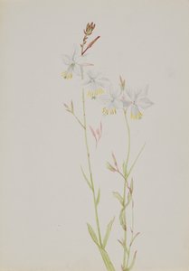 Untitled--Flower Study by Mary Vaux Walcott