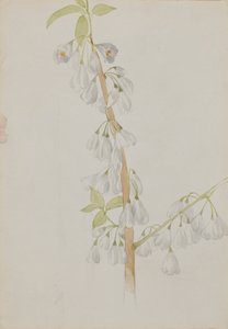 Untitled--Flower Study by Mary Vaux Walcott