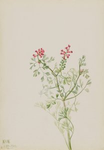 Untitled--Plant Study by Mary Vaux Walcott