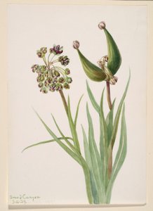 Untitled (Plant Study) by Mary Vaux Walcott