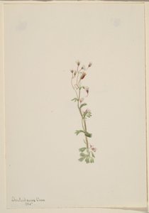 Untitled (Plant Study) by Mary Vaux Walcott