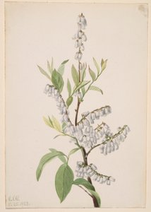 Untitled (Plant Study) by Mary Vaux Walcott