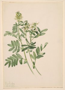 Plant Study