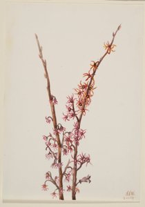 Plant Study