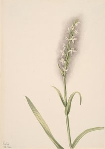 Untitled--Plant Study, 1904
