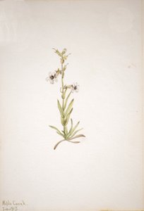 Untitled--Plant Study, 1917 by Mary Vaux Walcott