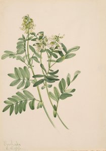 Untitled--Plant Study