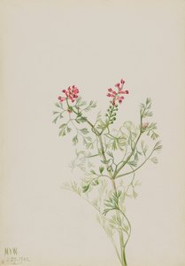 Untitled--Plant Study by Mary Vaux Walcott