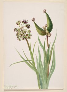 Untitled--Plant Study, 1939