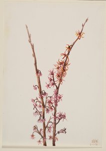 Untitled--Plant Study