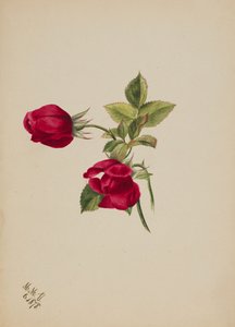 Untitled--Rose by Mary Vaux Walcott