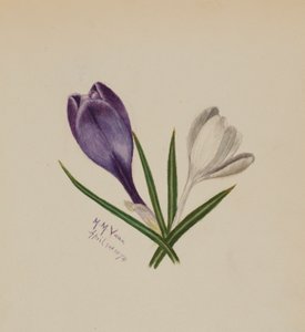 Crocuses