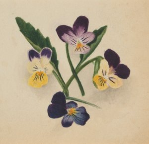 (Untitled) by Mary Vaux Walcott