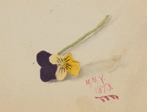 Untitled (Pansy)