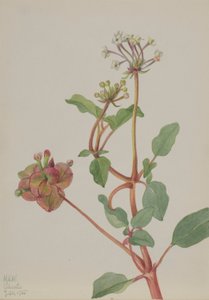 Untitled (Tripterocalyx Pedunculatus)