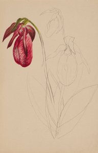 Untitled (Unfinished Sketch) by Mary Vaux Walcott
