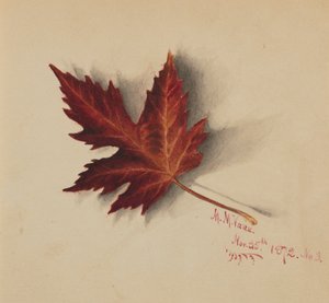 Untitled Autumn Leaf