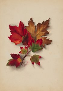 Autumn Leaves