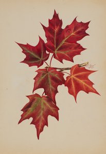 Untitled Autumn Leaves