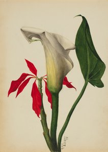 Untitled Calla Lily