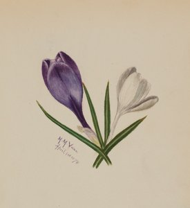 Untitled Crocuses