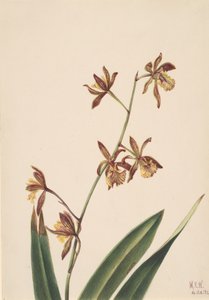 Untitled Flower Study, 1924