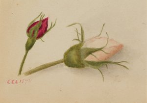 Untitled Rosebuds by Mary Vaux Walcott