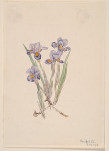Vernal Iris (Iris Verna)