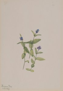 Veronica Wormskjoldii by Mary Vaux Walcott