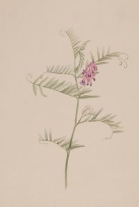 Vicia americana