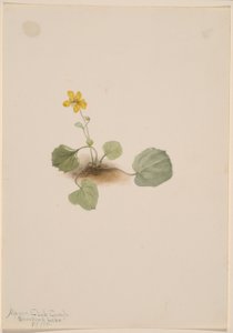 Viola orbiculata by Mary Vaux Walcott