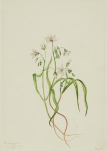 Virginia Springbeauty Claytonia virginica by Mary Vaux Walcott